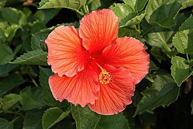 技术问题被解决 卡普空两款格斗游戏将登陆XB1